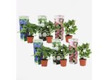 Ortensia Hydrangea Macrophylla – 6 Piante – Altezza 25–40 Cm – Ø 11 Cm – Mix Di Colori Blu, Rosa E Bianco – Ortensie Da Giardino Dalla Fioritura Rigogliosa – Arbusti Resistenti Al Freddo Per Aiuole E Vasi