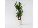 Yucca Elephantipes – Pianta Da Appartamento Con Fusto Robusto E Foglie Strette E Verdi – Facile Da Curare E Resistente – Posizione Luminosa – Altezza 70–80 Cm – Ø 21 Cm