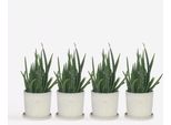 Aloe Vera – 4 Piante Aloe Barbadensis – Piante Da Appartamento Facili Da Curare – Succulente Con Foglie Verde Intenso – Robuste, Purificano L'aria E Sono Decorative – Per Soggiorno, Ufficio E Davanzale – Altezza 25–40 Cm – Ø 11 Cm
