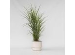 Miscanto Cinese Zebrinus – Miscanthus Sinensis ‘Zebrinus’ – Altezza 20–30 Cm – Ø 23 Cm – Erba Zebra Con Foglie Dai Motivi Appariscenti – Resistente Al Freddo E Facile Da Curare – Per Giardini, Aiuole E Vasi – Non Tossica Per Gli Animali