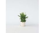 Giglio Della Pace – Spathiphyllum 'Torelli' – Altezza 30–45 Cm – ⌀12 Cm – Pianta Da Appartamento Che Purifica L'aria Con Fiori Bianchi – Pianta Facile Da Curare Per La Casa E L'ufficio