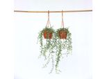 Pianta Delfino – 2 Piante – Senecio Peregrinus – Pianta Succulenta Con Foglie A Forma Di Delfino – Altezza 10-20 Cm – Vaso Ø 12 Cm – Pianta Da Appartamento Facile Da Curare Per Posizioni Soleggiate