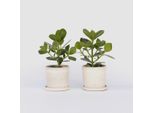 Clusia Balsamapfel – 2 Piante – Clusia Rosea 'Princess' – Altezza 25–35 Cm – Ø 12 Cm – Pianta Da Appartamento Robusta E Purificatrice Dell'aria – Pianta Tropicale Con Foglie Verdi Lucide