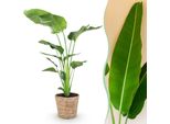 Albero Strelitzia Strelitzia Nicolai – Grande Fiore Dell'uccello Del Paradiso Facile Da Curare In Un Cesto Decorativo – 21 Cm – Altezza 110-120 Cm – Pianta Tropicale Verde – Rigogliosa Pianta D'appartamento Decorativa