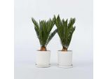 Felce Sagoma – 2 Piante – Cycas Revoluta – Altezza 45–60 Cm – Ø 15 Cm – Pianta Esotica Da Appartamento E Da Vaso Con Eleganti Fronde – Lunga Durata E Facile Manutenzione – Ideale Per Soggiorno, Giardino D'inverno E Terrazza