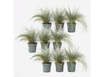 Fescella Blu-Verde – 9 Piante – Festuca Glauca ‘Elijah Blue’ – Altezza 10–15 Cm – Ø 9 Cm – Erba Ornamentale Sempreverde E Tappezzante – Erba Ornamentale Blu-Grigia Resistente Al Freddo Per Giardini, Aiuole E Balconi