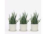 Aloe Vera – 3 Piante Aloe Barbadensis – Pianta Da Appartamento Facile Da Curare Con Foglie Verde Intenso – Pianta Succulenta Per Soggiorno, Ufficio E Davanzale – Purificante Dell'aria E Resistente – Altezza 25–40 Cm – Ø 11 Cm