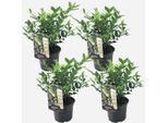 Palla Di Neve Del Caucaso – 4 Piante – Sarcococca Confusa – Altezza 30–40 Cm – Ø 17 Cm – Pianta Profumata Sempreverde Con Fiori Bianchi Invernali – Arbusto Ornamentale Di Facile Manutenzione Per Giardini E Vasi