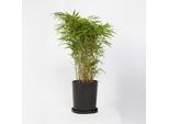 Bambù Fargesia Nitida Gansu – Altezza 50–70 Cm – 17 Cm – Protezione Visiva Resistente Al Freddo E Non Invasiva – Bambù Da Giardino Sempreverde Con Steli Viola Scuro – Per Sole E Mezz'ombra