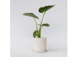 Alocasia – Alocasia 'Macrorrhizos' – Orecchio Di Elefante – Altezza 60-70 Cm – Ø 17 Cm – Pianta Tropicale Da Appartamento Con Foglie Grandi – Facile Da Curare E Purificatrice Dell'aria – Decorazione Esotica Per La Casa