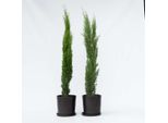Cipresso Mediterraneo – 2 Piante – Cupressus Sempervirens – Altezza 70–80 Cm – Ø 19 Cm – Albero Colonnare Sempreverde Per Giardino E Terrazza – Cipresso Toscano A Foglia Persistente