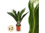 Cycas Revoluta – Cycas – 70 Cm – 17 Cm – 2 Piante – Set Doppio Di Palme Da Sago Facili Da Curare – Piante Da Appartamento Robuste Con Foglie Pennate
