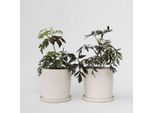 Sambuco – 2 Piante – Sambucus Nigra 'Black Lace' – Altezza 25-40 Cm – ⌀17 Cm – Arbusto Ornamentale Dalle Foglie Scure Con Fiori Rosa-Bianchi E Bacche Commestibili – Resistente Al Freddo E Facile Da Curare