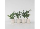 Eucalipto – 4 Piante – Eucalyptus Pulverulenta "Baby Blue"" – Pianta Ornamentale Profumata Con Foglie Grigio-Argento – Altezza 25-40 Cm – Vaso Ø 12 Cm – Per Interni Ed Esterni"