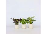 Set Di Piante Da Interno – 3 Piante – Altezza 25–40 Cm – Ø 12 Cm – Mix Di Piante Tropicali Per L'ufficio E La Casa – Con Philodendron White Wave, Syngonium Pixie E Ctenanthe Burle Marxii – Facili Da Curare E Purificatrici Dell'aria