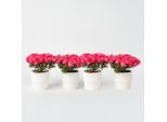 Rododendro Azalea – 4 Piante Rododendro Azalea ‘Anouk’ – Azalea Giapponese Con Fiori Rosa – Sempreverde E Resistente Al Freddo – Ideale Per Giardini, Balconi E Vasi – Facile Da Curare E Compatta – Altezza 25–40 Cm – Ø 17 Cm