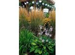 Calamagrostis Acutiflora 'Karl Foerster' - 48 Piante - ↕10-25Cm - Ø9Cm - Erba Ornamentale Resistente - Crescita Eretta - Facile Da Curare - Per Aiuole E Bordure