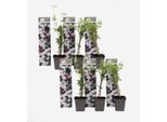 Gelsomino – 6 Piante – Jasminum Officinale – Altezza 25–40 Cm – Ø 9 Cm – Pianta Rampicante Profumata Con Fiori Bianchi – Pianta Da Giardino A Foglia Caduca Per Recinzioni, Muri E Pergolati
