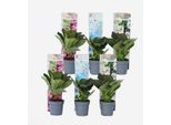 Ortensia Hydrangea – 6 Piante – Hydrangea Macrophylla – Altezza 25–40 Cm – Ø 9 Cm – Ortensia A Piatto Dai Colori Vivaci Con Grandi Infiorescenze – Resistente Al Freddo E Facile Da Curare – Per Giardini, Aiuole E Vasi