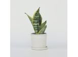 Sansevieria Trifasciata 'Futura Superba' – Altezza 35–40 Cm – Ø 12 Cm – Pianta Da Appartamento Facile Da Curare Con Foglie Giallo-Verdi – Purificante Dell'aria E Robusta – Per L'ufficio E La Casa