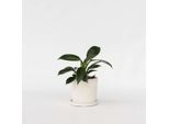 Philodendron Baumfreund – Philodendron ‘Green Princess’ – Altezza 20–30 Cm – Ø 12 Cm – Pianta Da Appartamento Robusta E Compatta Con Foglie Lucide – Pianta Tropicale Facile Da Curare Per Interni