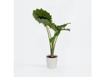 Alocasia Portodora – Altezza 110–120 Cm – Ø 32 Cm – Grande Pianta Tropicale Da Appartamento Con Foglie Ondulate – Pianta Dalle Foglie A Forma Di Orecchio Di Elefante Proveniente Dal Sud-Est Asiatico – Atmosfera Da Giungla Per Il Soggiorno E L'ufficio