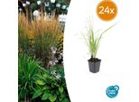 Calamagrostis Acutiflora 'Karl Foerster' - 24 Piante - ↕10-25Cm - Ø9Cm - Erba Ornamentale Resistente - Crescita Eretta - Fiori Giallo Oro - Facile Da Curare E Da Strutturare