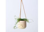 Pianta Delfino – Senecio Peregrinus – Pianta Succulenta Con Foglie A Forma Di Delfino – Altezza 10–20 Cm – Ø 12 Cm – Pianta Da Appartamento Facile Da Curare, Adatta A Posizioni Soleggiate