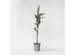 Eucalipto – Eucalyptus Cinerea 'Silver Dollar' – Altezza 90–110 Cm – Ø 19 Cm – Pianta Sempreverde Profumata Con Foglie Blu-Argento – Resistente Al Freddo Fino A -15 °C – Ideale Per Giardini, Terrazze E Salotti