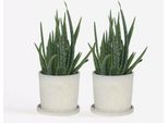 Aloe Vera – 2 Piante Aloe Barbadensis – Piante Da Appartamento Facili Da Curare – Succulente Con Foglie Verde Intenso – Robuste E Purificatrici Dell'aria – Per Soggiorno, Ufficio E Davanzale – Altezza 25–40 Cm – Ø 11 Cm