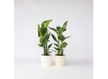 Fiore Uccello Del Paradiso – 2 Piante – Strelitzia Nicolai – Altezza 55–70 Cm – Ø 17 Cm – Pianta Da Appartamento Esotica Con Grandi Foglie Verdi – Decorazione Tropicale E Pianta Da Vaso Facile Da Curare