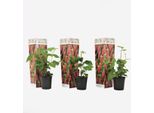 Set Di 3 Tayberry – Rubus Tayberry – Altezza 25–40 Cm – Ø 9 Cm – Arbusto Da Frutto Incrocio Tra Lampone E Mora – Pianta Da Bacche Dolce E Aromatica Per Giardino E Spalliera – Resistente Al Freddo E Produttiva