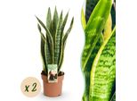 Sansevieria Laurentii – 2 Piante Da Appartamento Robuste – 60-70 Cm – 17 Cm – Verde-Giallo – Facile Da Curare E Purificante Dell'aria – Pianta Ideale Per Soggiorno, Ufficio E Camera Da Letto