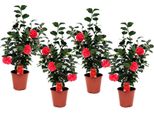 Rosa Giapponese – 4 Piante – Camellia Japonica 'Lady Campbell' – Camelia Sempreverde Con Fiori Rossi – Pianta Da Vaso Resistente Al Freddo Per Giardino E Terrazza – Arbusto A Fioritura Precoce – Altezza 60–70 Cm – Ø 19 Cm