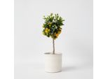 Arancio – Citrus Mitis 'Calamondin' – Altezza 55–65 Cm – Ø 19 Cm – Mini Albero Di Agrumi Profumato Con Frutti Commestibili – Pianta Ornamentale Per Balconi, Terrazze E Soggiorni