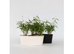 Bambù – 6 Piante Fargesia Scabrida ‘Asian Wonder’ – Bambù Rosso Da Giardino – Non Invasivo E Resistente Al Freddo Fino A -18 °C – Sempreverde E Facile Da Curare – Altezza 25–40 Cm – Ø 13 Cm