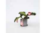 Rosenmedinilla – Medinilla Magnifica – Altezza 40–50 Cm – Ø 17 Cm – Pianta Da Appartamento Esotica Con Grappoli Di Fiori Rosa – Pianta Tropicale Da Fiore Per Soggiorno E Giardino D'inverno