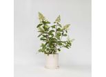 Ortensia – 2 Piante – Hydrangea Paniculata 'Bobo' – Altezza 25–40 Cm – ⌀19 Cm – Ortensia A Pannocchia Nana Resistente All'inverno Con Fiori Verde-Bianchi E Rosa – Pianta Da Giardino Facile Da Curare Per Aiuole E Vasi