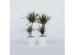 Dracaena – 4 Piante – Dracaena Marginata – Altezza 70–80 Cm – Ø 17 Cm – Pianta Da Appartamento Facile Da Curare Con Foglie Verde-Rosse – Pianta Tropicale Purificatrice Dell'aria Per La Casa E L'ufficio