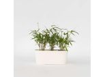 Bambù – 3 Piante Fargesia Scabrida ‘Asian Wonder’ – Bambù Rosso – Sempreverde, Resistente Al Freddo E Non Invasivo – Specie Di Bambù Esclusiva Per Giardini, Terrazze E Vasi – Altezza 25–40 Cm – Ø 13 Cm