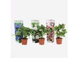Ortensia - 3 Piante - Hydrangea Macrophylla - Altezza 25-40 Cm - Piante Ornamentali In Vaso Ø9 Cm - Fiori Colorati In Blu, Rosa E Bianco - Resistente Al Freddo E Facile Da Curare - Per Giardino, Terrazza E Balcone