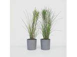 Canna Cinese Zebrinus – 2 Piante – Miscanthus ‘Gracillimus’ – Altezza 40–60 Cm – Ø 23 Cm – Erba Ornamentale Resistente Al Freddo Con Crescita Elegante – Facile Da Curare E Non Tossica – Per Giardini, Aiuole E Vasi