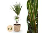 Dracaena Marginata – Albero Del Drago – 2 Piante – 70–80 Cm – 17 Cm – Pianta Da Appartamento Di Facile Manutenzione Con Fusti Verdi E Sottili – Cesto Incluso – Elemento Decorativo Moderno Per Soggiorni E Uffici