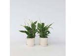 Giglio Della Pace – 4 Piante – Spathiphyllum Torelli – Altezza 30–45 Cm – Ø 12 Cm – Piante Da Appartamento Che Purificano L'aria Con Fiori Bianchi – Pianta Facile Da Curare Per La Casa, L'ufficio E La Camera Da Letto