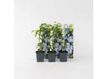 Plumbago – 3 Piante – Plumbago Auriculata – Altezza 25-40 Cm – ⌀9 Cm – Pianta Rampicante A Fioritura Prolungata Con Fiori Azzurri – Per Giardino, Terrazza E Vaso