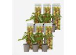 Pianta Di Kiwi – 6 Piante – Actinidia Deliciosa 'Jenny' – Altezza 20–40 Cm – Ø 9 Cm – Pianta Di Kiwi Autoimpollinante – Resistente Al Freddo E Produttiva – Con Fiori Profumati E Frutti Dolci