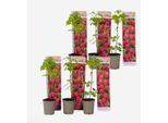 Piante Di Lamponi – 6 Piante – Rubus Idaeus 'Autumn Bliss' – Altezza 25–40 Cm – ⌀9 Cm – Lampone Autunnale Resistente Al Freddo – Pianta Da Frutto Autoimpollinante Per Giardino, Aiuola Rialzata E Balcone – Frutti Dolci E Resa Elevata