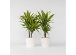 Dracaena Drachenbaum – 2 Piante – Dracaena Deremensis 'Lemon Lime' – Altezza 60–70 Cm – Ø 17 Cm – Piante Da Appartamento Facili Da Curare E Che Purificano L'aria – Piante Verdi Tropicali Per La Casa E L'ufficio