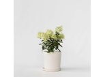 Ortensia – Hydrangea Paniculata 'Bobo' – Altezza 25–40 Cm – ⌀19 Cm – Ortensia Compatta Nana A Pannocchia Con Fiori Verde-Bianchi E Rosa – Pianta Da Giardino Resistente Al Freddo E Di Facile Manutenzione Per Aiuole E Vasi