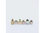 Mini Cactus – Set Di 6 Piante – Cactus Mix – Altezza 5–10 Cm – Ø 6 Cm – Piante Grasse Decorative E Facili Da Curare – Diverse Varietà – Piante Da Appartamento Esotiche Per La Casa E L'ufficio